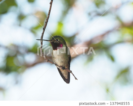 Male broad-tailed humor perching on a branch 137948555