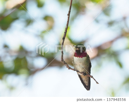 Male broad-tailed humor perching on a branch 137948556