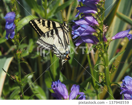 A swallowtail butterfly sipping nectar from a blue-violet penstemon flower. A swallowtail butterfly sipping nectar from a blue-violet penstemon flower. 137948559