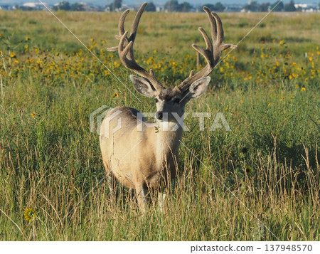 A mule deer with magnificent antlers poses while grazing in a meadow. 137948570