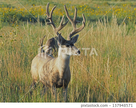 A mule deer with magnificent antlers stands in the grassland. 137948571