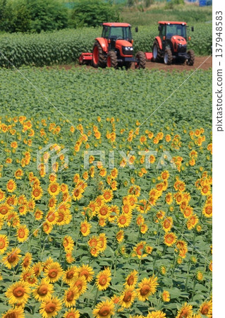 向日葵田與拖拉機:大規模農業 向日葵田與拖拉機:大規模農業 137948583