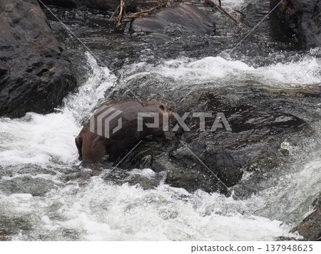 American beavers swimming upstream in a swift current. American beavers swimming upstream in a swift current. 137948625