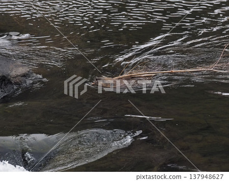 American beavers carrying branches in their beaks down a mountain stream. American beavers carrying branches in their beaks down a mountain stream. 137948627