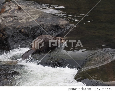American beavers swimming upstream American beavers swimming upstream 137948630