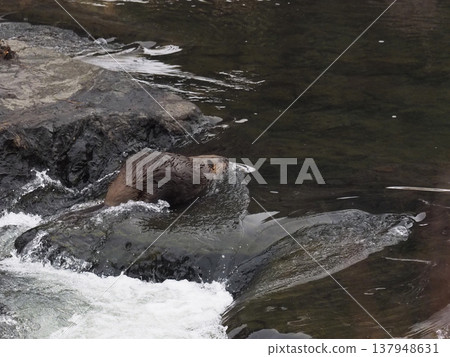 American beavers swimming upstream American beavers swimming upstream 137948631