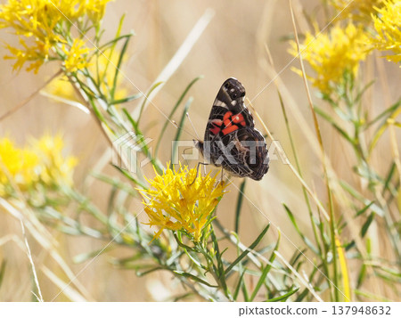 A Painted Lady butterfly perches on a yellow rabbitbrush flower. 137948632