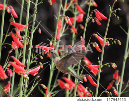 A broad-tailed hummingbird hovers and sips nectar from a red trumpet flower. A broad-tailed hummingbird hovers and sips nectar from a red trumpet flower. 137948633