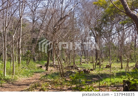 Around Horinouchi Shell Mound Park, Ichikawa City, Chiba Prefecture, March 2026 Around Horinouchi Shell Mound Park, Ichikawa City, Chiba Prefecture, March 2026 137948835