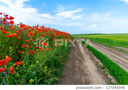 Poppy blossoms sway gently in the open field adding vibrant red splashes to the peaceful rural landscape in Ukraine Poppy blossoms sway gently in the open field adding vibrant red splashes to the peaceful rural landscape in Ukraine 137948946