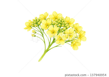 黃色花朵，小花系列，自然，裝飾，水彩插畫素材 137948954