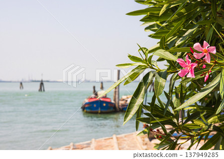 A closeup of pink oleander flowers with the serene waterfront of Adriatic sea in Murano, Italy in the blurred background. Soft focus A closeup of pink oleander flowers with the serene waterfront of Adriatic sea in Murano, Italy in the blurred background. Soft focus 137949285