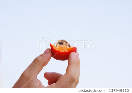 Closeup of a young woman hand holding a partially eaten ripe orange apricot with stone against a clear blue sky on a hot sunny day Closeup of a young woman hand holding a partially eaten ripe orange apricot with stone against a clear blue sky on a hot sunny day 137949310