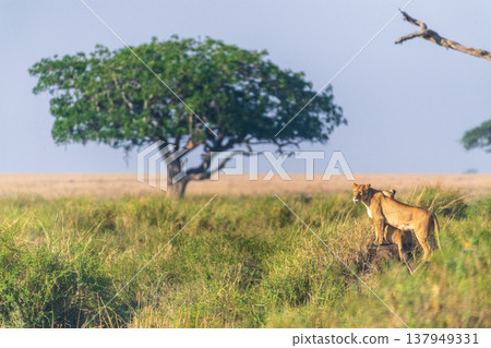 Two female lions in the Serengeti Two female lions in the Serengeti 137949331