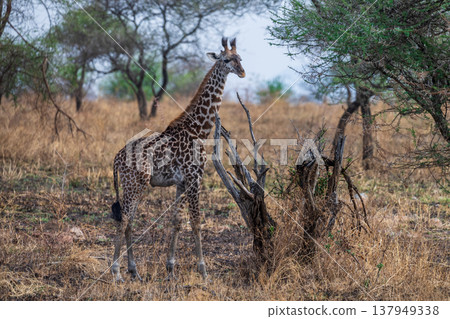 Masai Giraffe in the Serengeti Masai Giraffe in the Serengeti 137949338