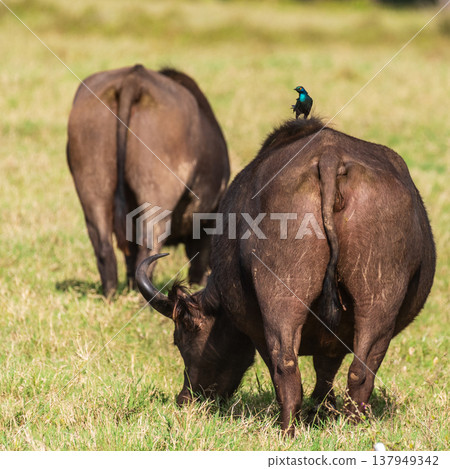 Buffalos in Lake Nakuru National park 137949342