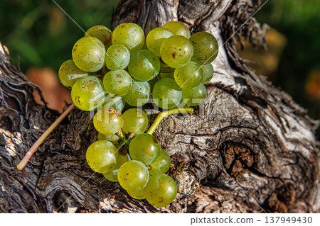 Sunlit cluster of ripe green vine grapes during autumn harvest season. Bunch of grapes on a grapevine trunk on golden hour. Selective focus Sunlit cluster of ripe green vine grapes during autumn harvest season. Bunch of grapes on a grapevine trunk on golden hour. Selective focus 137949430