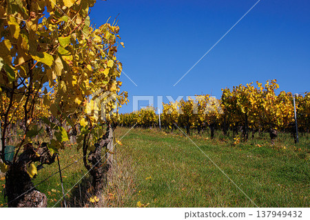 Scenic view of grapevines with rich foliage in a sunny vineyard rows stretching under a clear blue sky on a beautiful autumn day. Copy space. Seletive focus. Scenic view of grapevines with rich foliage in a sunny vineyard rows stretching under a clear blue sky on a beautiful autumn day. Copy space. Seletive focus. 137949432