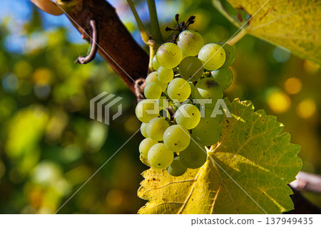 Sunlit cluster of ripe green grapes on vine. Bunch of grapes on a sunny autumn day. Selective focus Sunlit cluster of ripe green grapes on vine. Bunch of grapes on a sunny autumn day. Selective focus 137949435