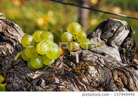 Sunlit cluster of ripe green vine grapes during autumn harvest season. Bunch of grapes on a grapevine trunk on golden hour. Selective focus Sunlit cluster of ripe green vine grapes during autumn harvest season. Bunch of grapes on a grapevine trunk on golden hour. Selective focus 137949440