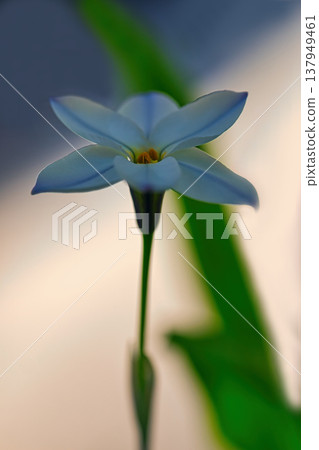 White Hananyla flower 137949461