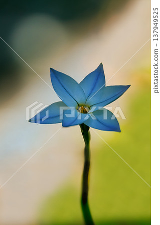 Blue uniflora 137949525