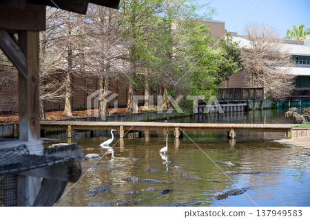 Pond with wading birds and alligators in tropical park landscape Pond with wading birds and alligators in tropical park landscape 137949583