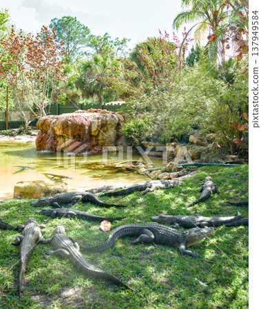 Group of American alligators resting near pond in tropical habitat Group of American alligators resting near pond in tropical habitat 137949584