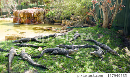 Group of American alligators resting on grass near pond in tropical habitat Group of American alligators resting on grass near pond in tropical habitat 137949585