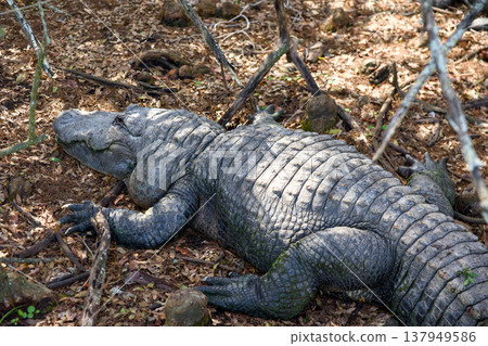 American alligator resting on dry forest ground in natural habitat American alligator resting on dry forest ground in natural habitat 137949586