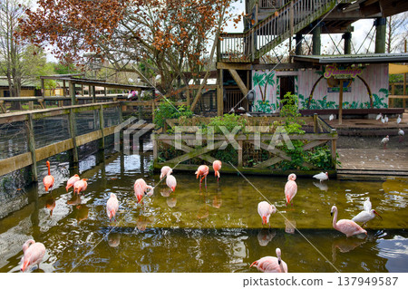 Flamingos in shallow pond at tropical bird enclosure Flamingos in shallow pond at tropical bird enclosure 137949587