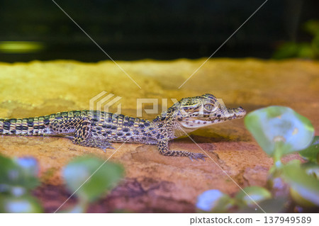 Baby alligator resting on rock near water in tropical habitat Baby alligator resting on rock near water in tropical habitat 137949589