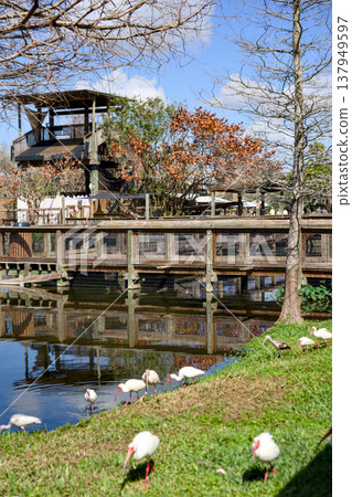White ibises on grassy pond shore near wooden boardwalk 137949597