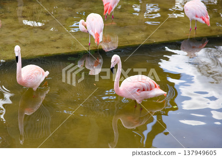 Pink flamingos standing in shallow water with reflections 137949605