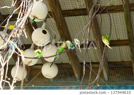 Colorful budgerigars perched near nest boxes in aviary 137949610