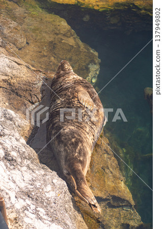Seals in Magdalena Park in Santander, Spain, relaxing near the water in a naturalistic coastal environment. 137949802
