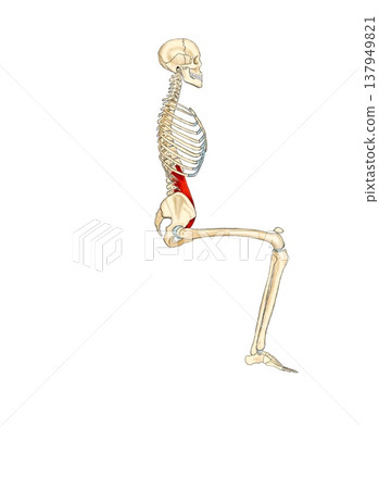 Function of the psoas muscle (entire spine) 137949821