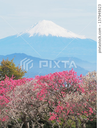 靜岡縣：紅白梅花與富士山，二月 137949823