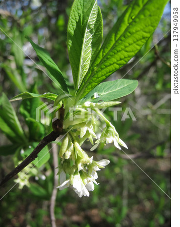 Flowering Osoberry In Early Spring Flowering Osoberry In Early Spring 137949958
