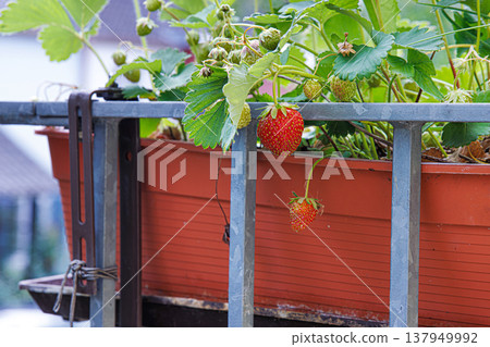 Closeup of a strawberry plants in a planter box with ripe and green fruit, representing the natural growth cycle and home gardening. Closeup of a strawberry plants in a planter box with ripe and green fruit, representing the natural growth cycle and home gardening. 137949992