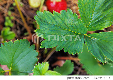 Macro photo of a green strawberry plant leaf with a ripe red strawberry softly blurred in the background. Soft focus 137949993