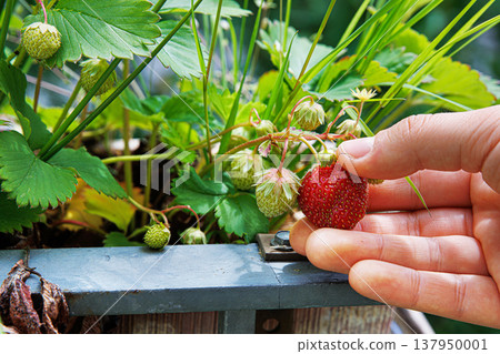Closeup of the hand of a girl harvesting strawberry in balcony garden, growing in a brown plastic planter, picking single ripe strawberry from the plant. Closeup of the hand of a girl harvesting strawberry in balcony garden, growing in a brown plastic planter, picking single ripe strawberry from the plant. 137950001