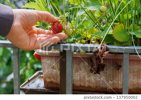 Hand of a girl harvesting strawberry in balcony garden, growing in a brown plastic planter, picking single ripe strawberry from the plant. 137950002