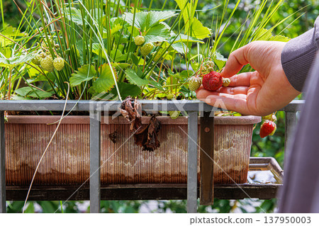 Hand of a girl harvesting strawberry in balcony garden, growing in a brown plastic planter, picking single ripe strawberry from the plant. Hand of a girl harvesting strawberry in balcony garden, growing in a brown plastic planter, picking single ripe strawberry from the plant. 137950003