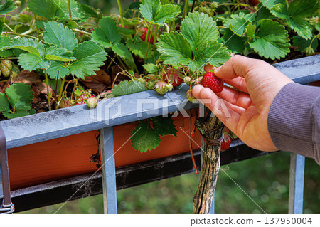 Hand of a girl harvesting strawberry in balcony garden, growing in a brown plastic planter, picking single ripe strawberry from the plant. Hand of a girl harvesting strawberry in balcony garden, growing in a brown plastic planter, picking single ripe strawberry from the plant. 137950004