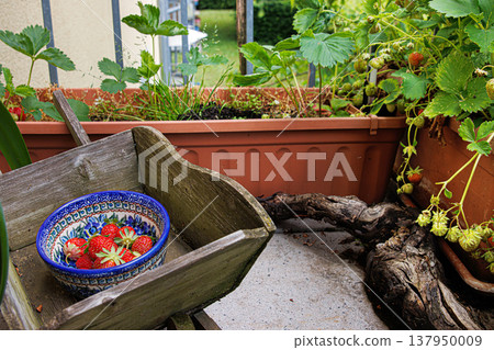Freshly picked ripe strawberries in a colorful ceramic bowl placed on a rustic wooden container in a small balcony garden with potted strawberry plants 137950009