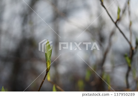 Fresh Spring Growth In The Forest Fresh Spring Growth In The Forest 137950289