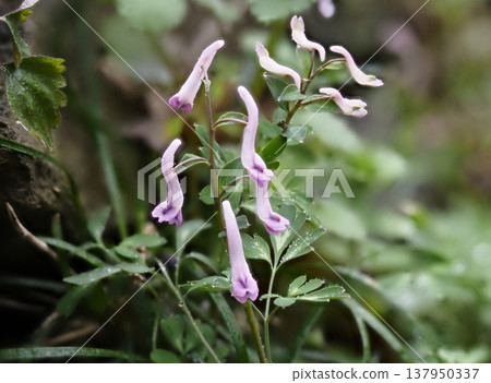 紫堇(Corydalis ambigua)被小雨淋濕了 紫堇(Corydalis ambigua)被小雨淋濕了 137950337