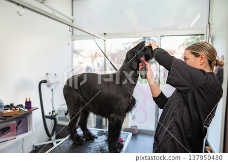 Dog groomer trimming giant schnauzer fur with electric clippers 137950480