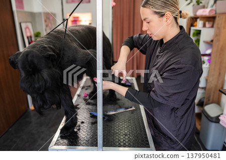 Professional groomer cutting a black schnauzer dog's fur Professional groomer cutting a black schnauzer dog's fur 137950481